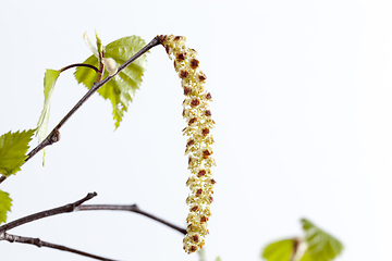 Image showing birch earrings