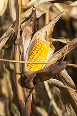 Image showing late corn crop