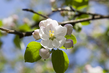 Image showing blooming flowers