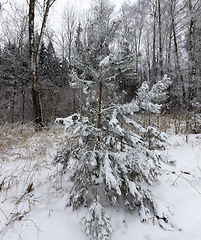 Image showing forest spruce