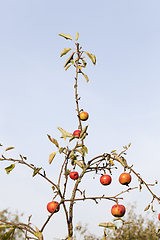 Image showing apple tree