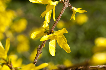 Image showing spring yellow flowers