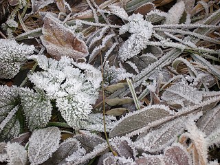 Image showing frost