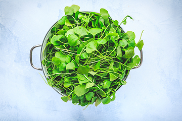 Image showing Winter purslane - Indian lettuce, healthy green vegetables for raw salads and cooking