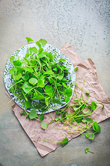 Image showing Winter purslane - Indian lettuce, healthy green vegetables for raw salads and cooking