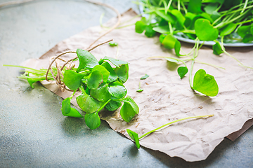 Image showing Winter purslane - Indian lettuce, healthy green vegetables for raw salads and cooking