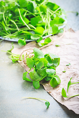 Image showing Winter purslane - Indian lettuce, healthy green vegetables for raw salads and cooking