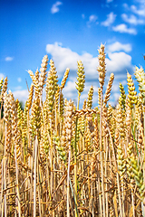 Image showing golden corn field