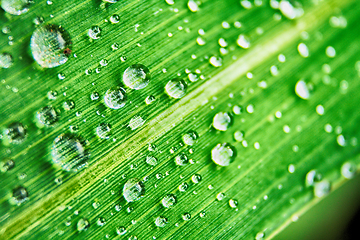 Image showing green leaf with water drops 