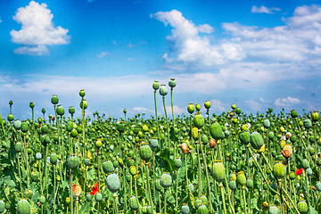 Image showing autumn poppy heads field 