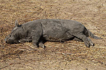 Image showing wild pig resting