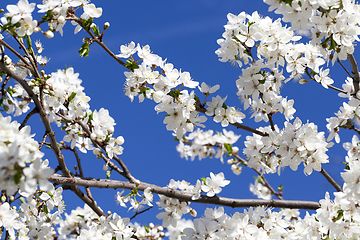 Image showing white cherry flowers