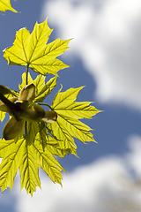 Image showing foliage of maple