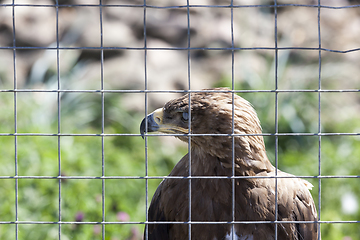 Image showing eagle with brown feathers