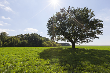 Image showing oak with foliage