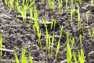 Image showing green sprout grass