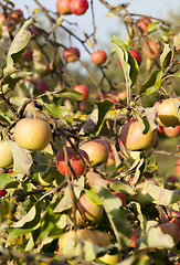Image showing ripe whist apples
