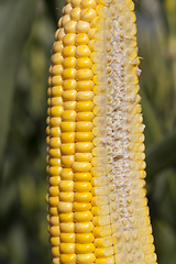 Image showing natural organic corn