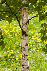 Image showing trunk birch spring