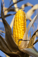 Image showing damaged corn