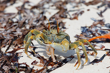 Image showing Crab on sandy beach, Antsiranana Madagascar