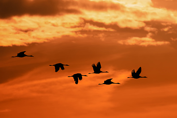 Image showing flying flock Common Crane, Hortobagy Hungary