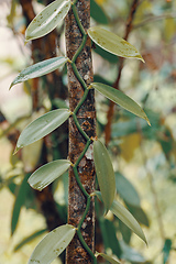 Image showing Vanilla plant leafs, madagascar