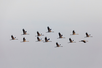 Image showing flying flock Common Crane, Hortobagy Hungary