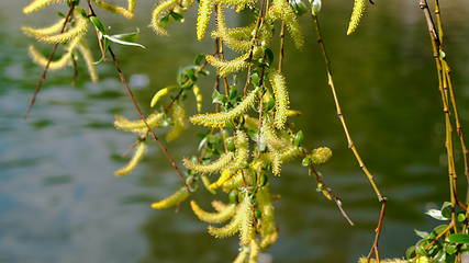 Image showing Nature background with birch branches and young bright leaves on the background of water.