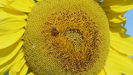 Image showing Field of flowering sunflowers with bees collecting honey