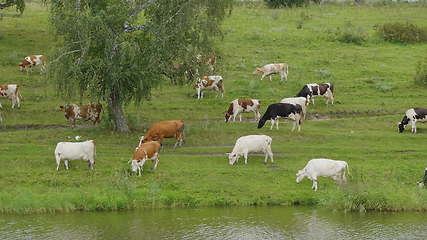 Image showing Landscape with a herd of cows in the on coast of the lake