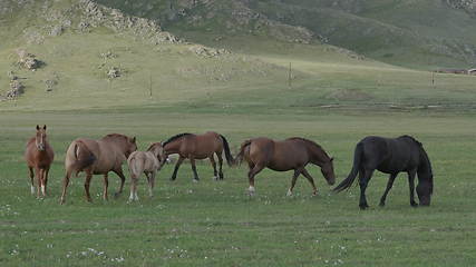 Image showing Horses with foals grazing in a pasture in the Altai Mountains