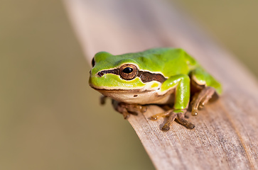 Image showing green tree frog Hortobagy, Hungary