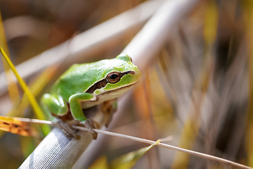 Image showing green tree frog Hortobágy, Hungary