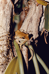 Image showing Beautiful small frog Boophis rhodoscelis Madagascar