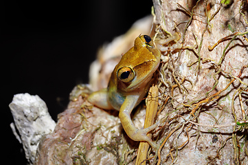 Image showing Beautiful small frog Boophis rhodoscelis Madagascar