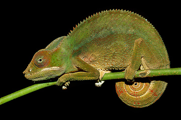 Image showing panther chameleon (Furcifer pardalis)