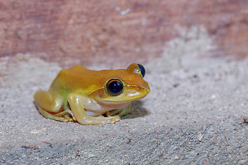 Image showing Beautiful small frog Boophis rhodoscelis Madagascar