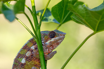 Image showing panther chameleon (Furcifer pardalis)