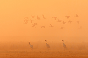 Image showing flying flock Common Crane, Hortobagy Hungary