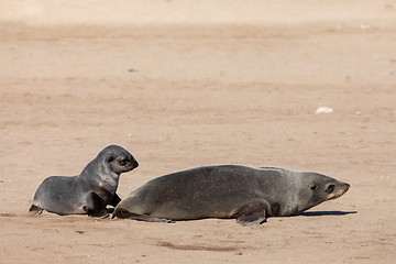 Image showing baby brown seal in Cape Cross, Namibia