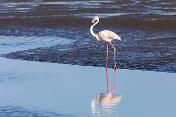 Image showing Rosy Flamingo colony in Walvis Bay Namibia