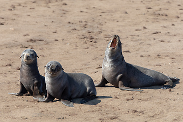 Image showing baby brown seal in Cape Cross, Namibia