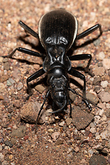 Image showing ground beetle Anthia Cintipennis in namibia