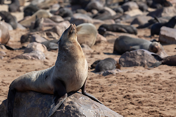 Image showing colony of brown seal in Cape Cross, Namibia