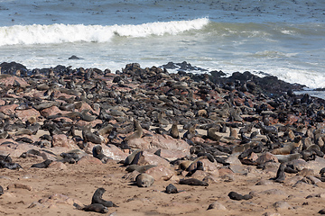 Image showing colony of brown seal in Cape Cross, Namibia