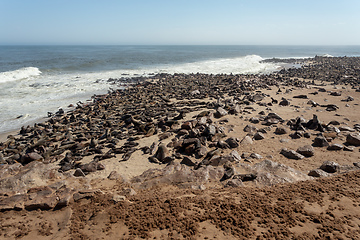 Image showing colony of brown seal in Cape Cross, Namibia