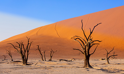 Image showing dry acacia tree in dead in Sossusvlei, Namibia