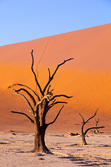 Image showing dry acacia tree in dead in Sossusvlei, Namibia