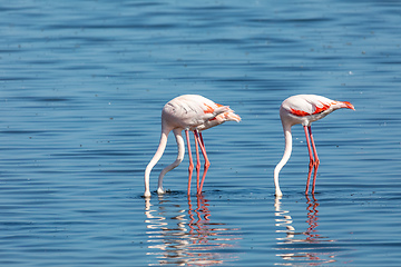 Image showing Rosy Flamingo colony in Walvis Bay Namibia